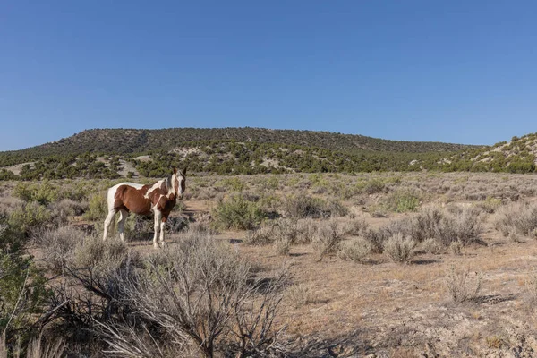 Красивая Дикая Лошадь Высокой Пустыне Бассейна Песка Колорадо Летом — стоковое фото