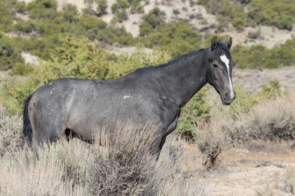 Красивая Дикая Лошадь Пустыне Колорадо Летом — стоковое фото