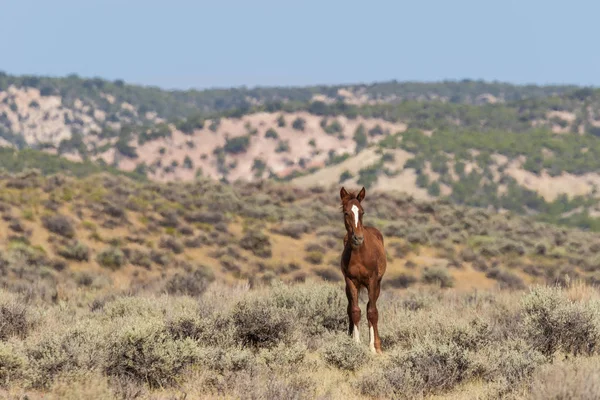 Piękny Koń Dzikiej Pustyni Wysokiej Colorado Lecie — Zdjęcie stockowe