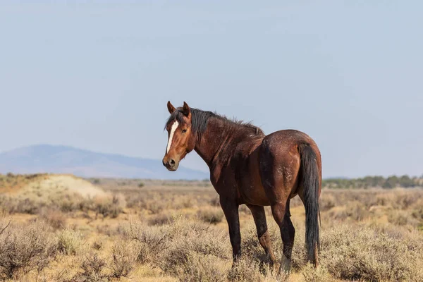 Hermoso Caballo Salvaje Desierto Colorado Verano — Foto de Stock