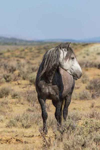 Hermoso Caballo Salvaje Desierto Colorado Verano —  Fotos de Stock