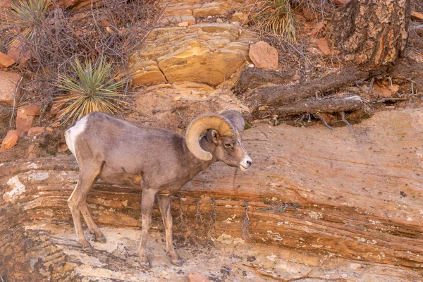 Bonito Carnero Oveja Del Desierto —  Fotos de Stock