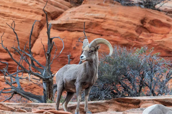 Egy Szép Sivatagi Bighorn Juh Ram — Stock Fotó