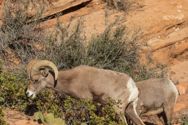 Een Mooie Woestijn Bighorn Schapen Ram — Stockfoto