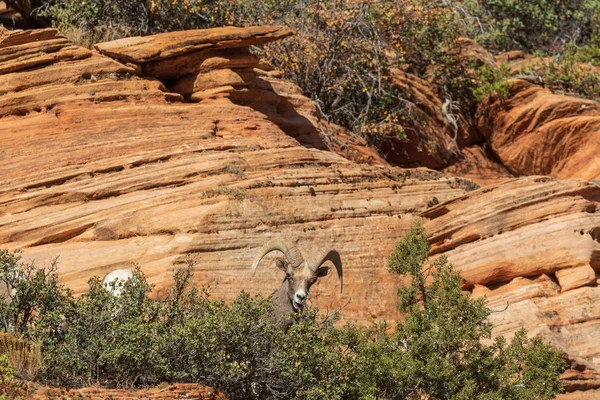 一只漂亮的沙漠大角羊羊公羊 — 图库照片