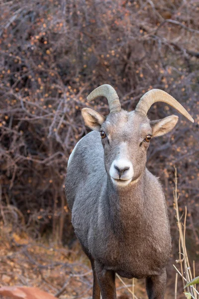 在锡安国家公园犹他州的沙漠大角羊母羊 — 图库照片