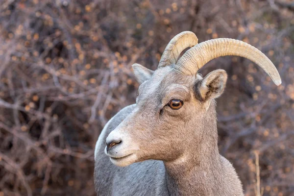 Una Oveja Cuerno Grande Del Desierto Oveja Zion Parque Nacional — Foto de Stock