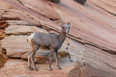 zion national park Utah çöl bighorn koyun ewe