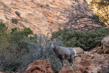 zion national park Utah çöl bighorn koyun ewe