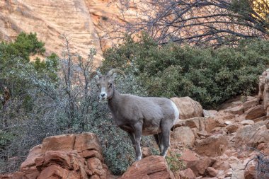 zion national park Utah çöl bighorn koyun ewe