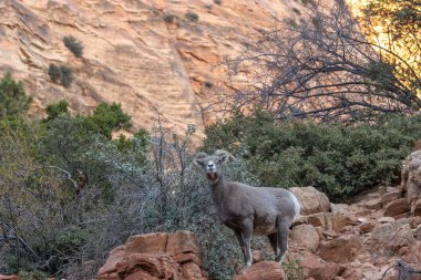 zion national park Utah çöl bighorn koyun ewe
