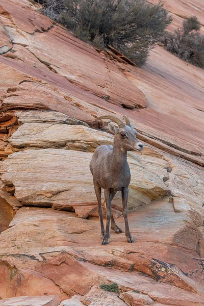 zion national park Utah çöl bighorn koyun ewe