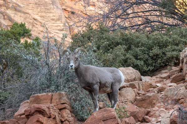 zion national park Utah çöl bighorn koyun ewe