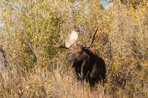 Toro Shiras Alce Wyoming Durante Rutina Otoño —  Fotos de Stock