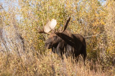 bir boğa düşme rut sırasında Wyoming shiras mus
