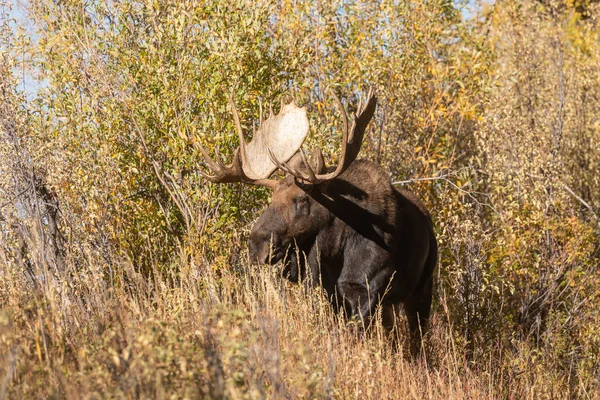 Egy Bika Juli Jávorszarvas Wyoming Során Őszi Rut — Stock Fotó