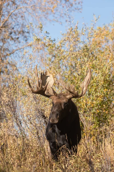 Toro Shiras Alce Wyoming Durante Rutina Otoño —  Fotos de Stock