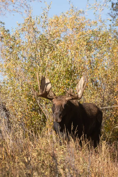 Een Stier Shiras Moose Wyoming Tijdens Val Sleur — Stockfoto