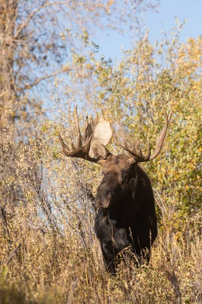 Bull Shiras Moose Wyoming Fall Rut — Stock Photo, Image