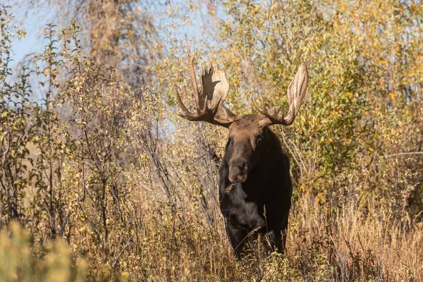 Toro Shiras Alce Wyoming Durante Rutina Otoño —  Fotos de Stock