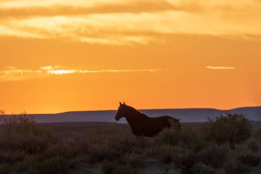 bir çöl Günbatımı kontrast vahşi bir at