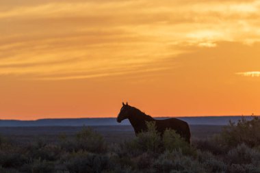bir çöl Günbatımı kontrast vahşi bir at