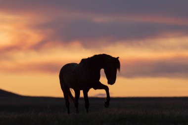 bir çöl Günbatımı kontrast vahşi bir at