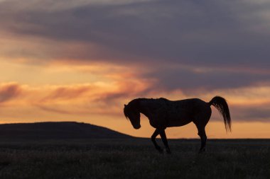 bir çöl Günbatımı kontrast vahşi bir at