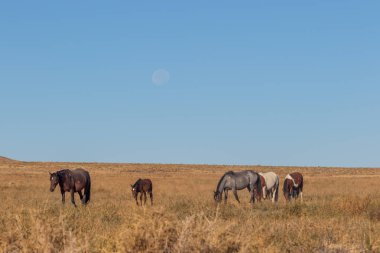 dolunay Utah çölde vahşi atlar sürüsü üzerinden