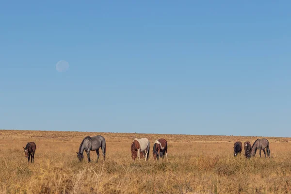 Full Moon Herd Wild Horses Utah Desert — Stock Photo, Image