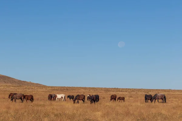 Luna Llena Sobre Una Manada Caballos Salvajes Desierto Utah — Foto de Stock