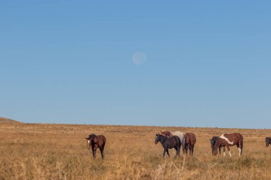 dolunay Utah çölde vahşi atlar sürüsü üzerinden