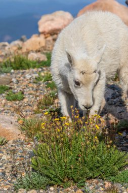Colorado yüksek ülke bir sevimli dağ keçisi çocukta yaz aylarında