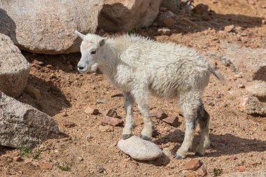 Colorado yüksek ülke bir sevimli dağ keçisi çocukta yaz aylarında