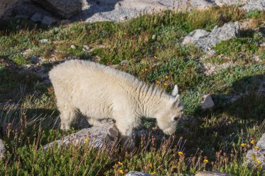 Colorado yüksek ülke bir sevimli dağ keçisi çocukta yaz aylarında