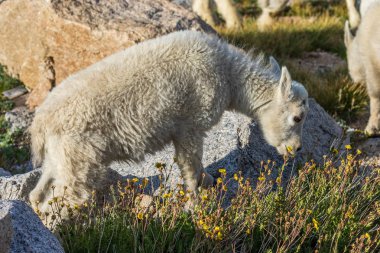 Colorado yüksek ülke bir sevimli dağ keçisi çocukta yaz aylarında