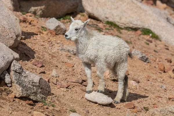 Egy Aranyos Hegyi Kecske Gyerek Nyáron Colorado Nagy Ország — Stock Fotó