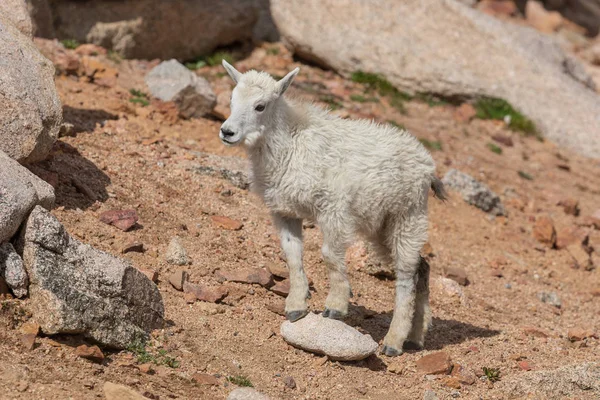Egy Aranyos Hegyi Kecske Gyerek Nyáron Colorado Nagy Ország — Stock Fotó