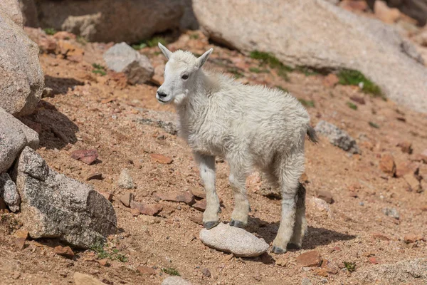 Een Schattig Berggeit Kind Zomer Het Hoge Land Van Colorado — Stockfoto