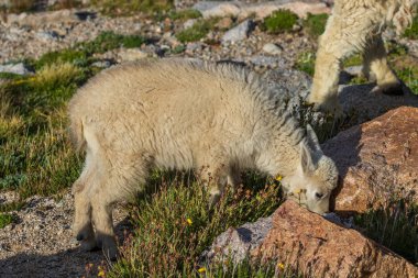 Colorado yüksek ülke bir sevimli dağ keçisi çocukta yaz aylarında