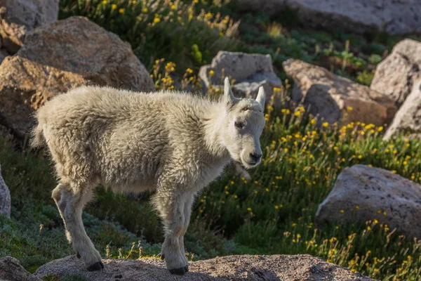 一个可爱的山山羊孩子在夏天在科罗拉多州高国家 — 图库照片