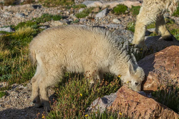 コロラド高原の夏のかわいい山ヤギの子供 — ストック写真