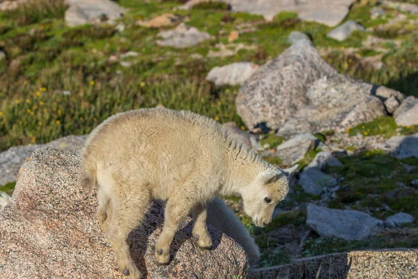 Colorado Yüksek Ülke Bir Sevimli Dağ Keçisi Çocukta Yaz Aylarında — Stok fotoğraf