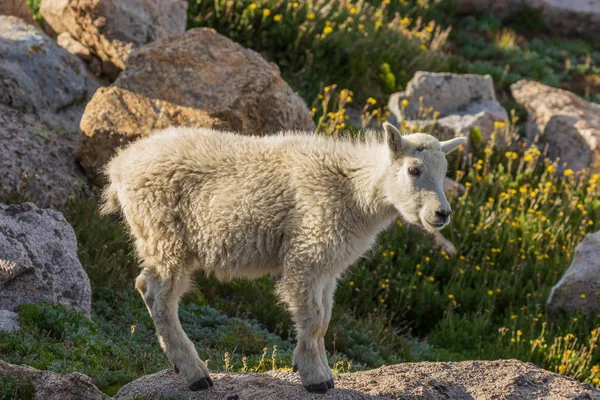 Colorado Yüksek Ülke Bir Sevimli Dağ Keçisi Çocukta Yaz Aylarında — Stok fotoğraf