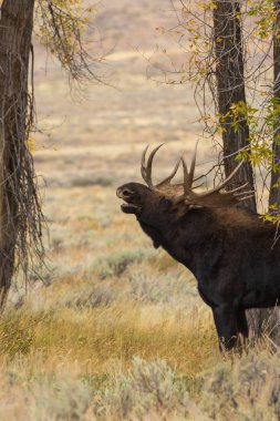 Wyoming düşme rut sırasında shiras mus boğa