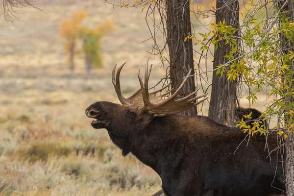 Een Shiras Moose Stier Tijdens Val Sleur Wyoming — Stockfoto