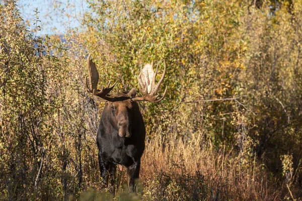 Shiras Moose Bull Fall Rut Wyoming — Stock Photo, Image