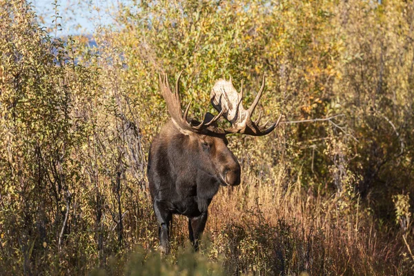 Een Shiras Moose Stier Tijdens Val Sleur Wyoming — Stockfoto