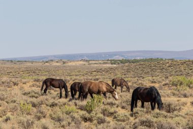 Yaz aylarında kum lavabo Colorado vahşi atları