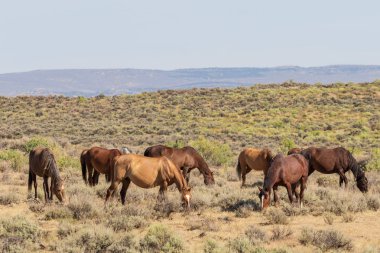 Yaz aylarında kum lavabo Colorado vahşi atları